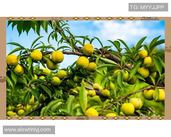 果园生态循环与可持续发展研究：从种植到管理的综合实践与创新探索